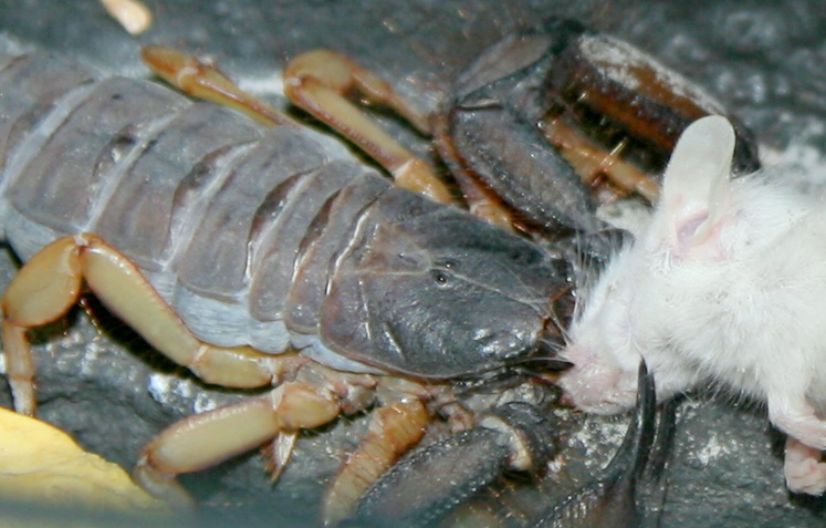 Spaltenskorpion - Hadogenes bicolor