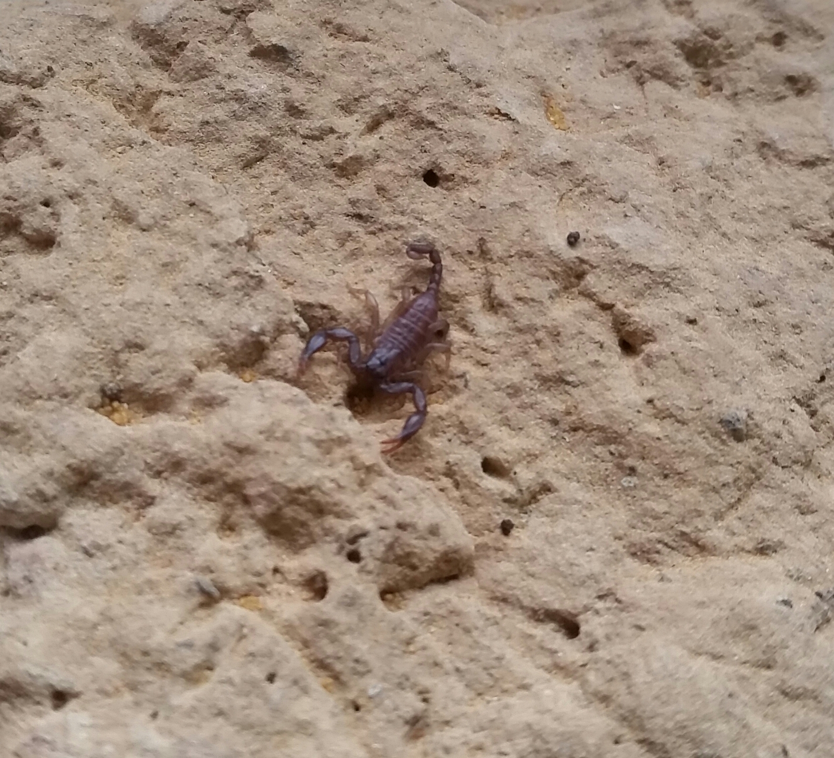 Kroatischer Zwergskorpion - Euscorpius sp.Croatia